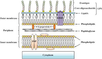 The Rcs System in Enterobacteriaceae: Envelope Stress Responses and Virulence Regulation